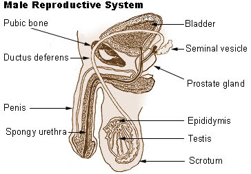 organ reproduksi pria